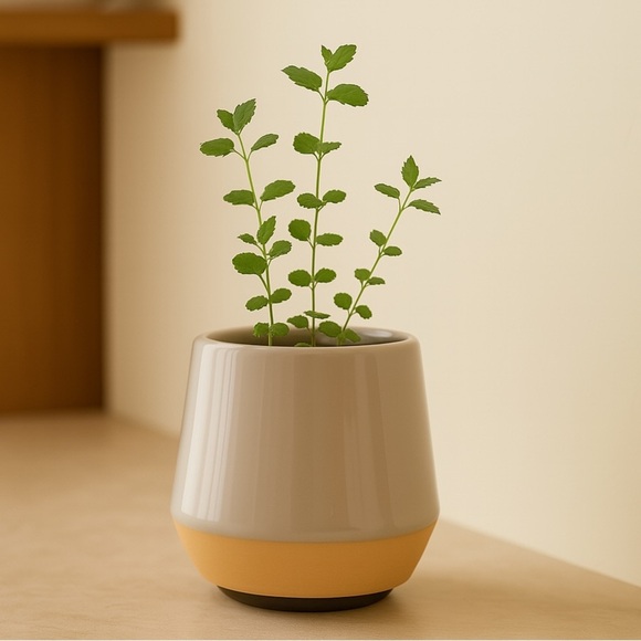Two Toned Ceramic Mini Planter Pot - Picture 2 of 15